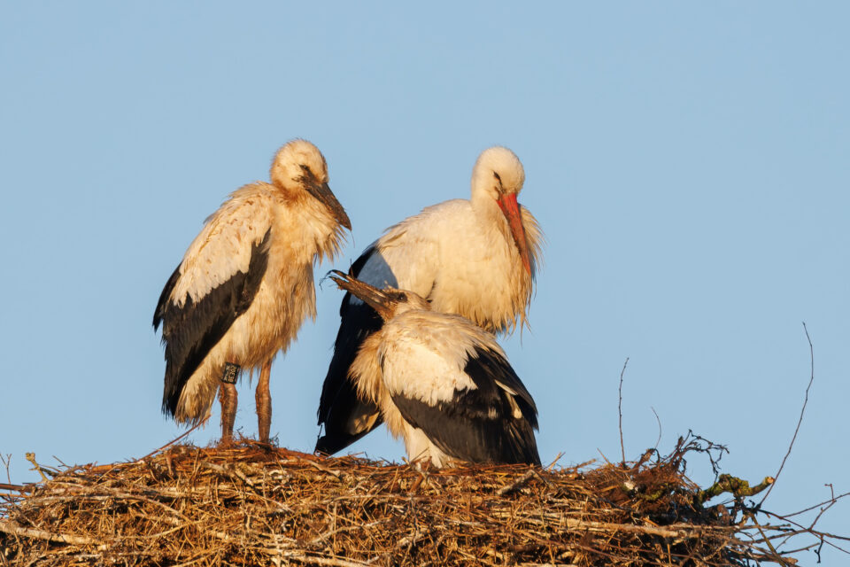 Foto ooievaar Cees Nabuurs