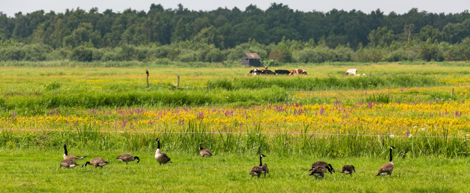Nationaal_Park_De_Alde_Feanen