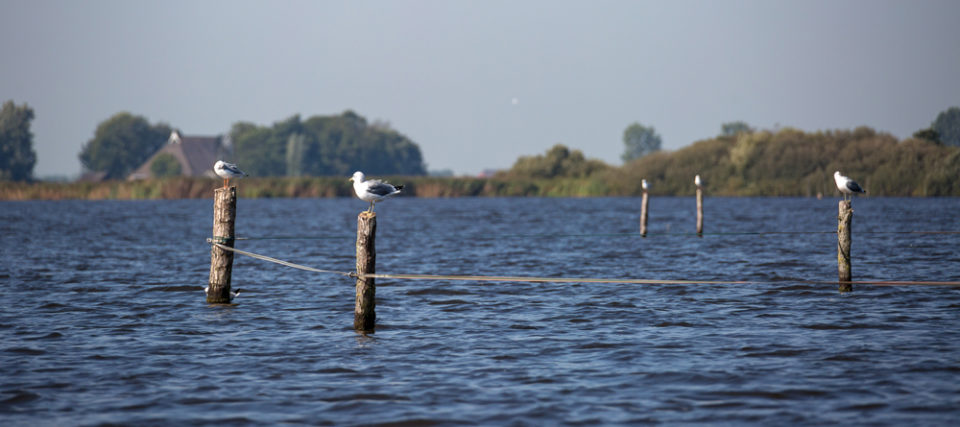 Nationaal_Park_De_Alde_Feanen